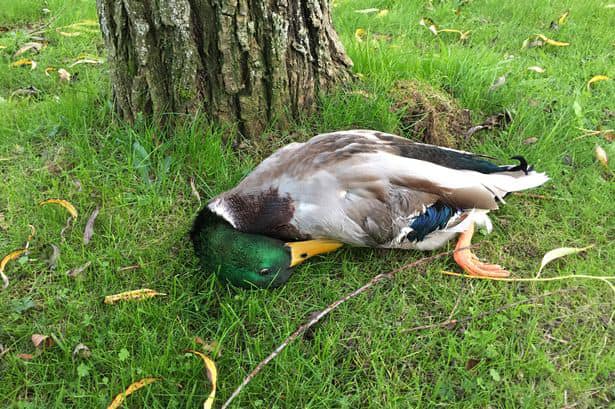 Dr. Boudreaux and the Dead Duck